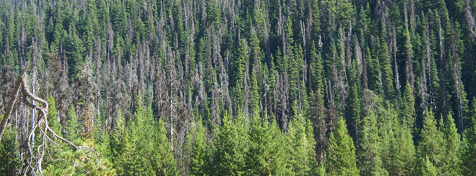 Showing the devestating effects the mountain pine beetles have on forestry. Image Source: https://en.wikipedia.org/wiki/Mountain_pine_beetle