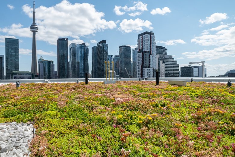 The Form at 50 McCaul, one of more than 1000 green roofs implemented in Toronto.
